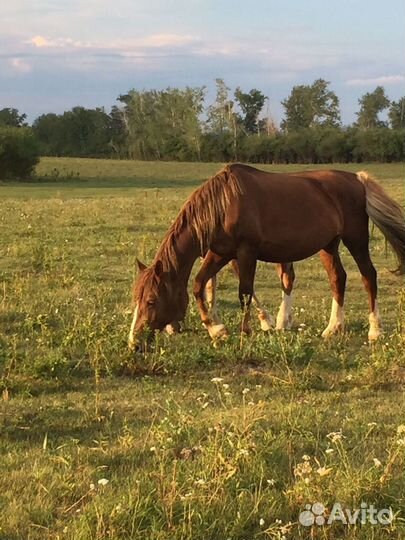 Кабыла с жеребенком