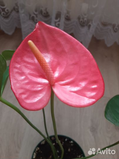 Комнатные растения