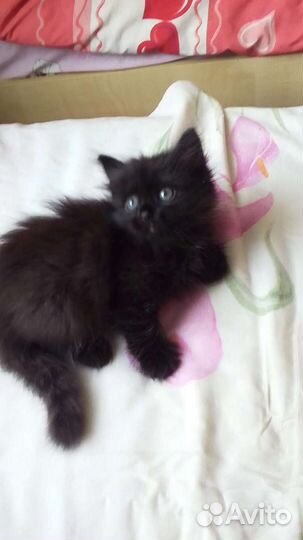 Котенок в дар бесплатно