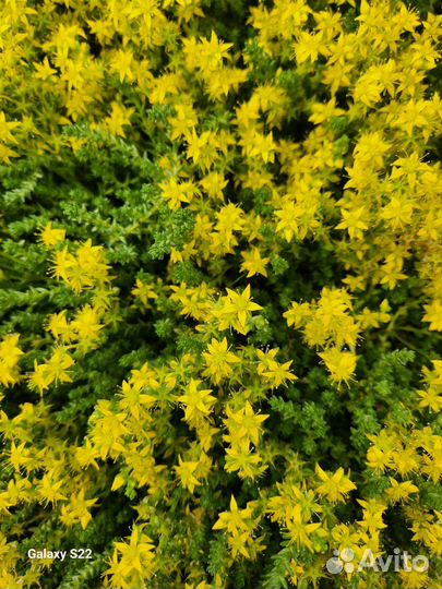 Очиток (седум)