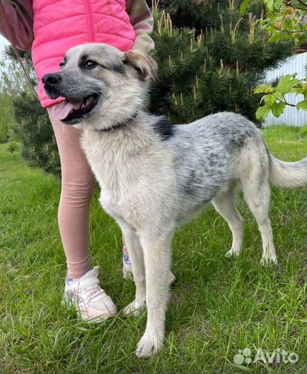 Собака в добрые руки