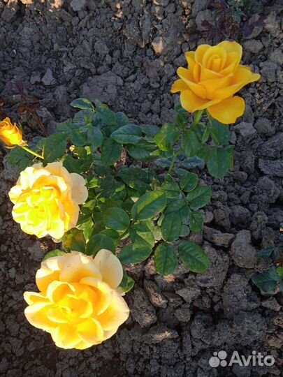 Розы, саженцы