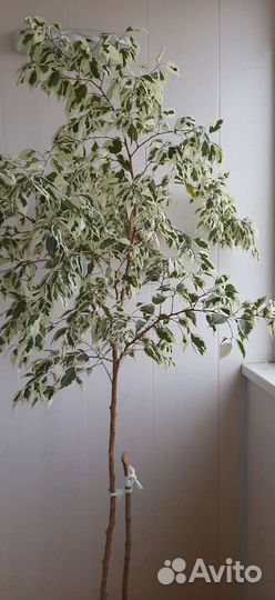 Фикус бенджамина пестролистный,около 2 метров