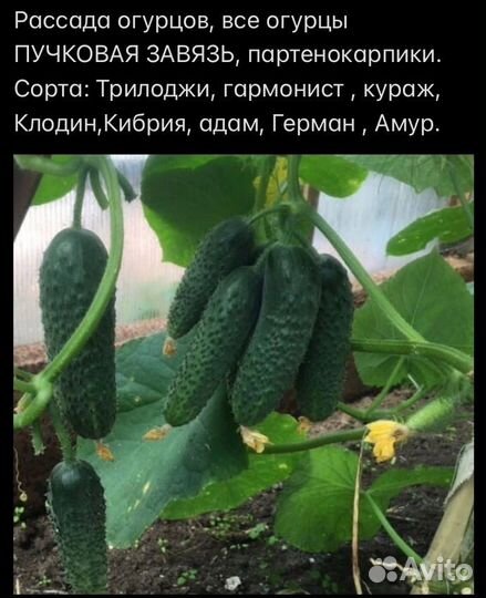 Рассада огурцов, кабачков