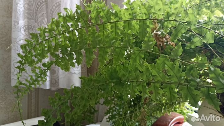 Папоротник кудрявый Нефролепис Кудрявый отросток