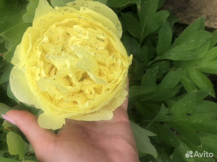 Пион бартзелла