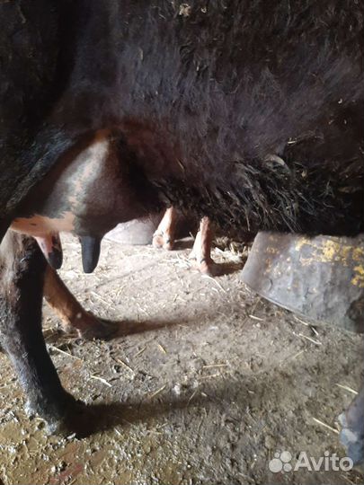 Корова дойная