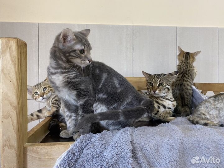 Леохаус ф2 котик