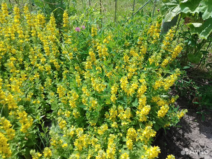 Цветы для сада