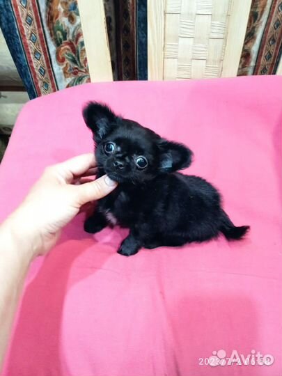 Чихуахуа mini девочка Ка-Ха