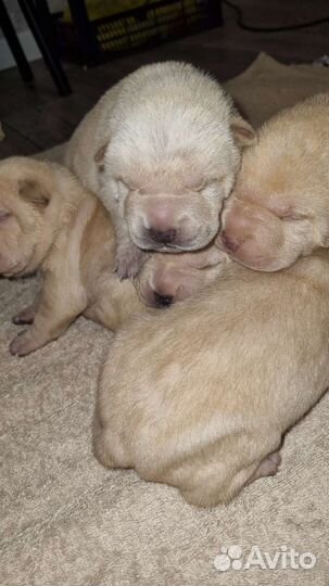 Щенки шарпей