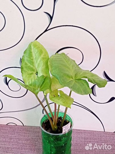 Сингониумы 01