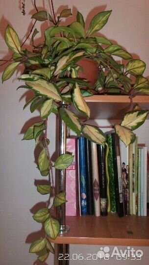 Хойя Триколор