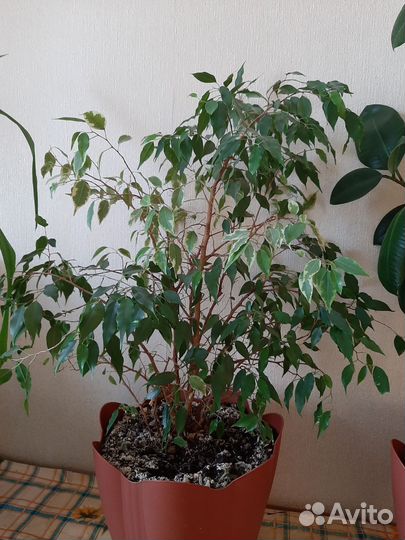 Комнатные цветы