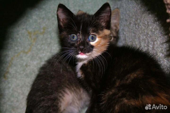 Котята из приюта в дар