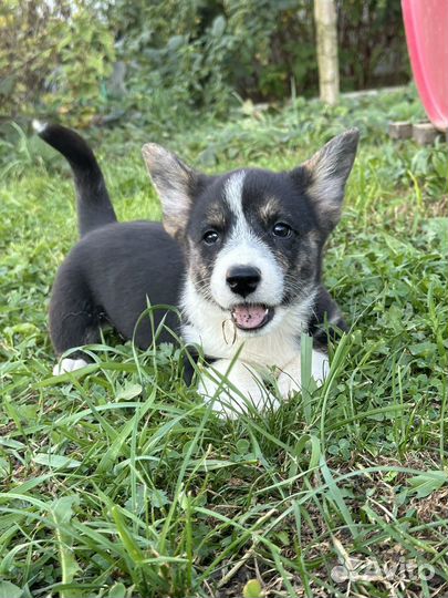 Сладкая булочка