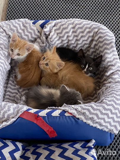Котята в добрые руки