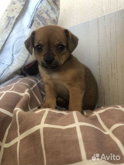 Той-терьер щенки