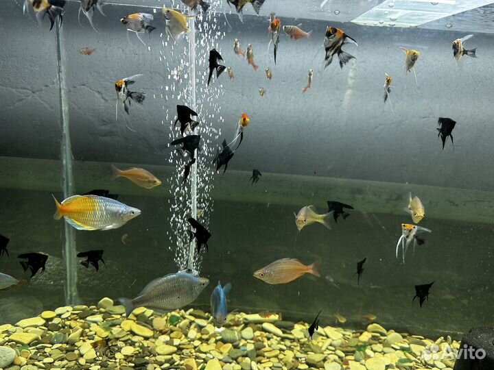 Аквариумные рыбки