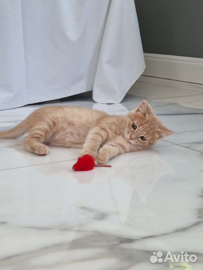 Котенок девочка необычайной красоты