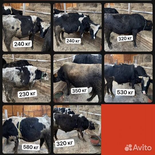 Поросята, свиньи и бычки на мясо