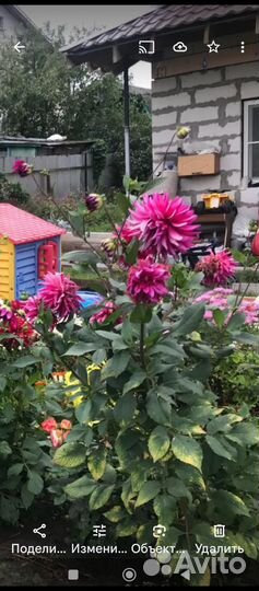 Георгины клубни