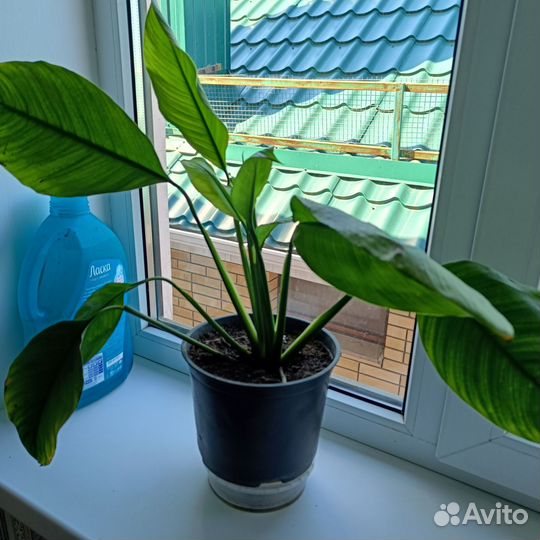 Спатифиллум