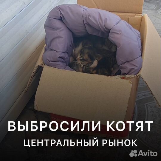 Котята в добрые руки