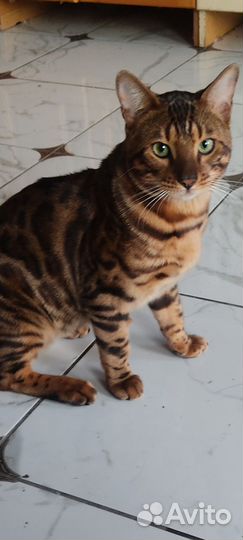 Бенгальский кот вязка