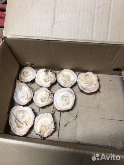 Спилы можжевельника