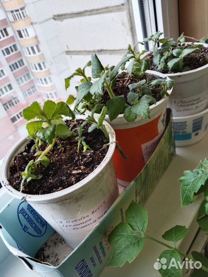 Ахименесы сортовые