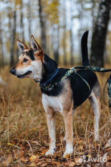 Собака Пчёлка