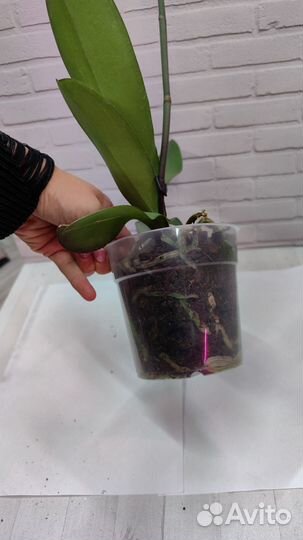 Орхидеи отцветашки цвет сюрприз