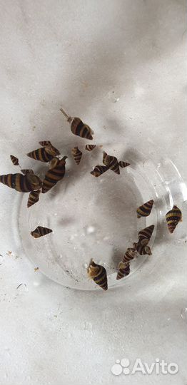 Улитка хелена