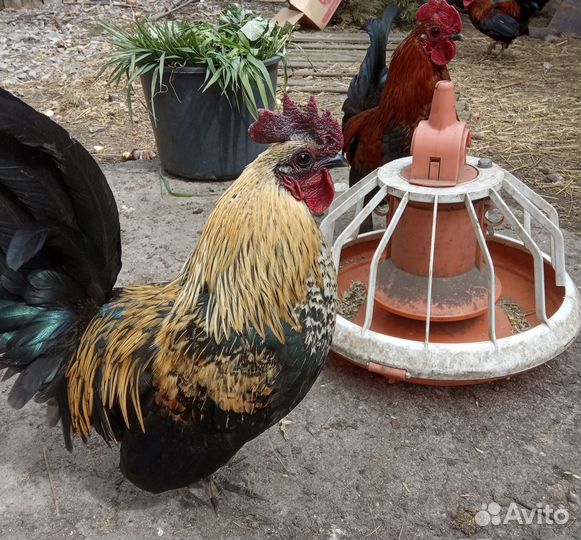 Петушки карликовые.Бентамки