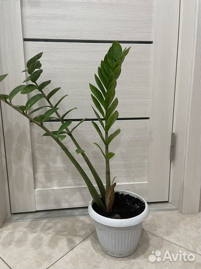 Замиокулькас