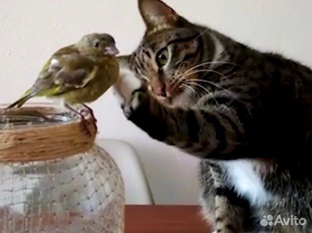 Символ года