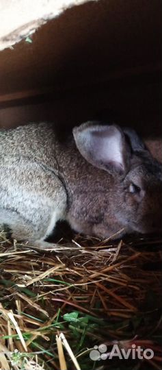 Кролики мясных пород серый великан