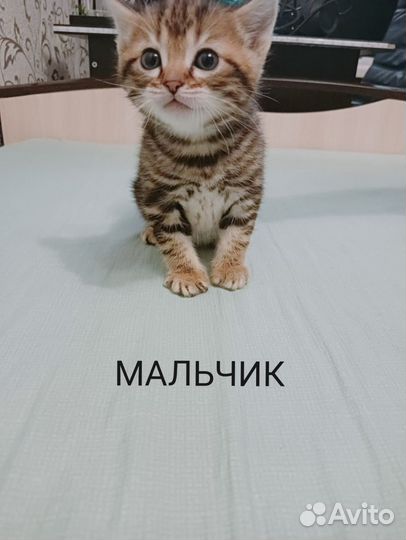 Кошка в дар бесплатно