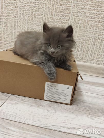 Отдам котят в добрые руки