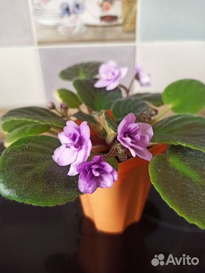 Фиалка Мадонна белая с girl-листвой