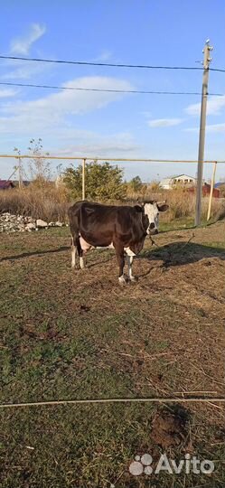 Корова на мясо