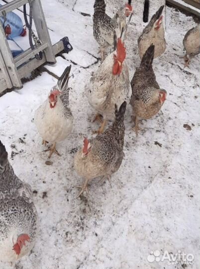 Петушки Борковские Барвистые 3 и 4 мес