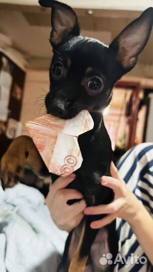 Мини той-терьер