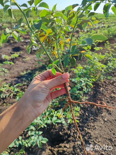 Подвой Шиповник не колючий опт