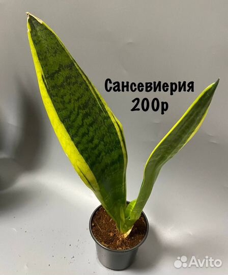Сансевиерия