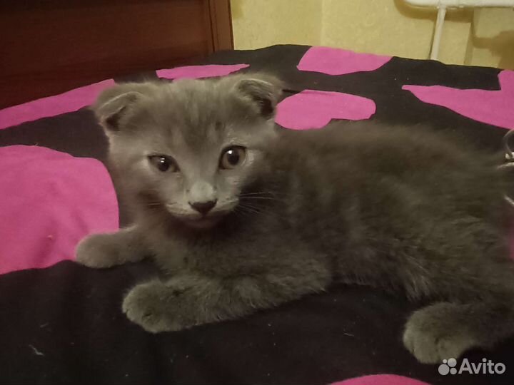 Британский вислоухий котенок