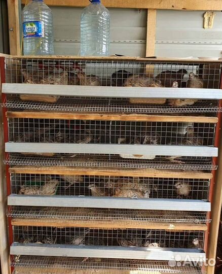 Профессинальные клетки для перепелов