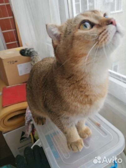 Шотландская кошечка