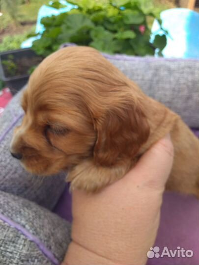 Кокер спаниель